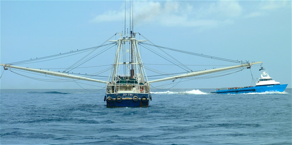 (12) Dscf2632 (shrimp & crew boats).jpg   (1000x497)   171 Kb                                    Click to display next picture